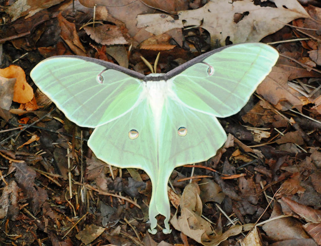Butterflies