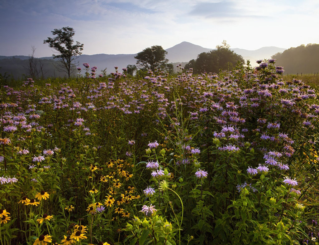 Native Blooms