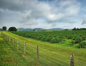 Tsali notch vineyard