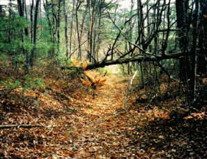 Unicoi Turnpike Trail 58 Unicoi turnpike trail r 2